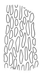 Holomitrium trichopodum, mid laminal cells. Drawn from B.H. Macmillan 89/83, CHR 385643.
 Image: R.C. Wagstaff © Landcare Research 2018 